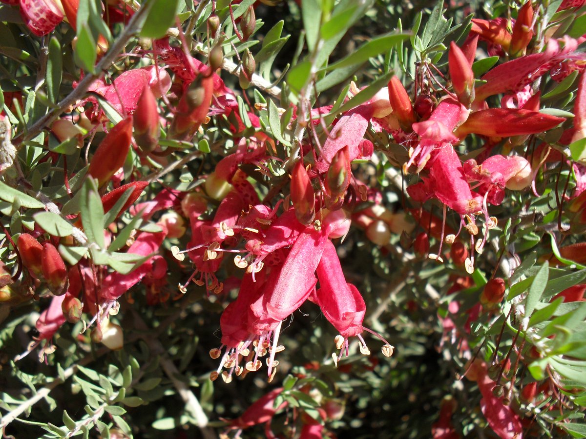 Eremophila maculata